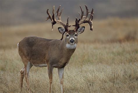 biggest whitetail deer    king company