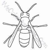 Hornet Coloring Pages Click sketch template