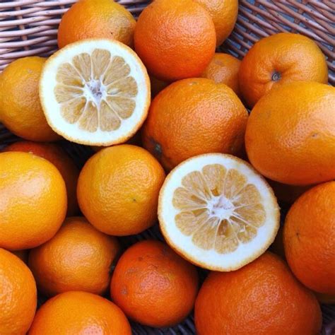 seville orange recipes doddington hall