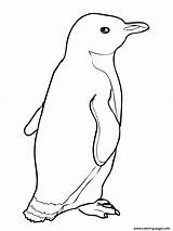 Coloring Ice Penguin F534 Pages Printable sketch template