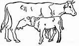 Sapi Mewarnai Sketsa Veau Calf Bovins Warnaigambartk Hereford Hewan Paling Cows Keren sketch template