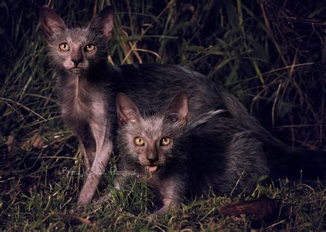 Werewolf Cats Do We Need Another Exotic Breed Life