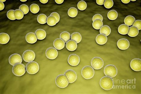 Micrococcus Luteus Bacteria Photograph By Kateryna Kon Science Photo
