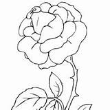 Thorny Rose Surfnetkids Coloring sketch template