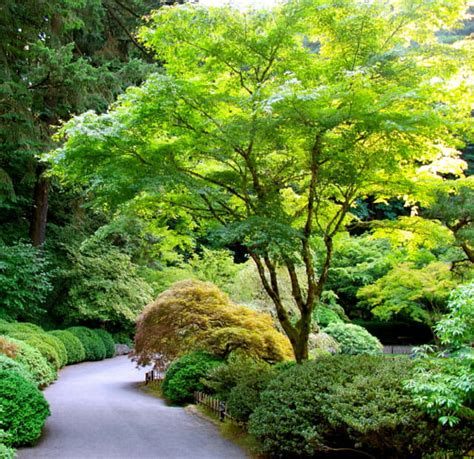 japanese maple  pot   plants garden supplies