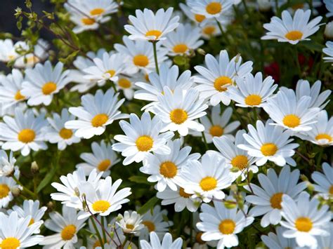 top  facts  daisies world  flowering plants