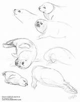 Sketch Animal Daily Arctic Bundle Polar Baby Lastpolarbears Bears Harp Cibos Lindsay Seals sketch template