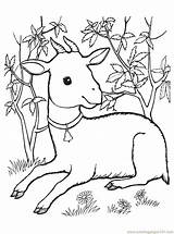 Goat Coloring Pages Printable Baby Color Print Animals Getcolorings Getdrawings Mountain Books sketch template