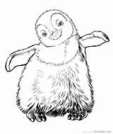 Penguin Baby Drawing Coloring Pages Getdrawings sketch template