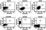 Cd44 Cd133 Cancer Cell Stem Ht29 Colorectal Hct116 Sw480 Sw620 Expression Markers Evaluation Spandidos Publications sketch template