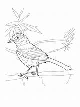 Coloring Jay Scrub Blue Pages Printable Birds Drawing Recommended Coloringbay Getcolorings Categories sketch template