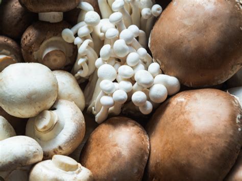 types  mushrooms