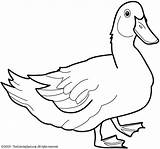 Duck Animals Printable Coloring sketch template