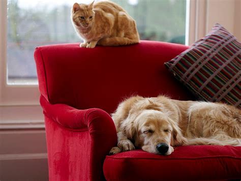 tenant demand  pet friendly houses rising socialpropertysellingcom