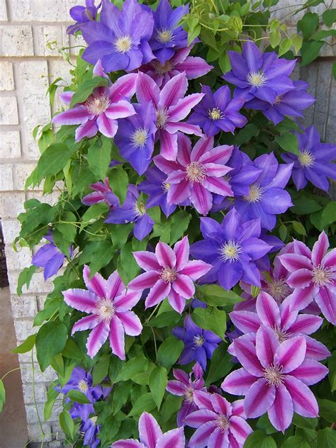 clematis wallpapers earth hq clematis pictures  wallpapers
