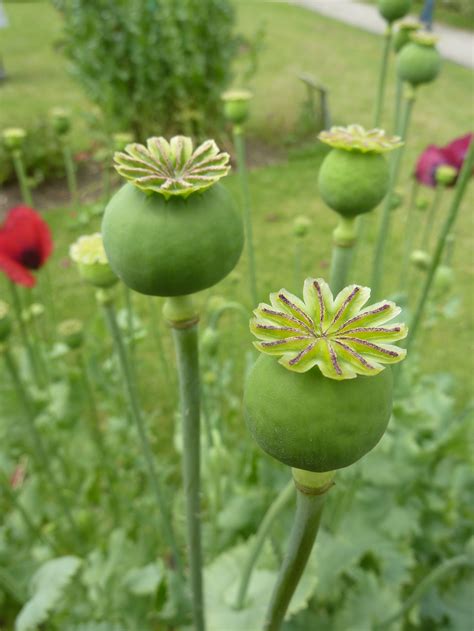opium poppy seeds ravensong seeds herbals