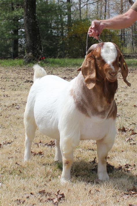 Boer Goats For Sale In Missouri From Bear Creek Boers Boer Goats