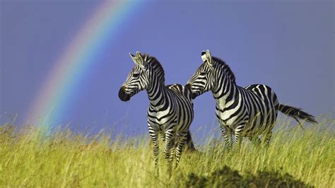 top   cute  dashing zebra virtual university  pakistan