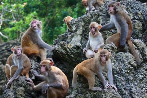 dr aramis odysseus  ranked female monkeys band    leaders