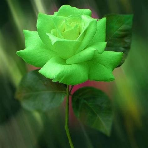 bunga mawar hijau
