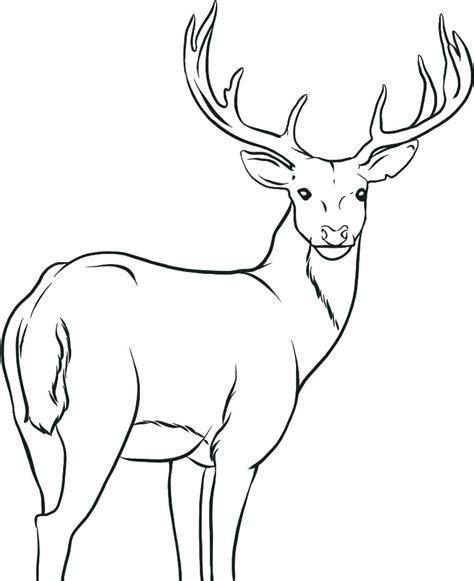 elk coloring pages  getdrawings