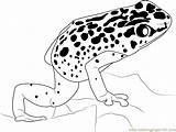 Frog Coloring Dart Poison Blue Pages Drawing Color Coloringpages101 Getdrawings Getcolorings Designlooter Printable Popular sketch template