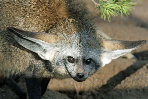 bat eared fox creepy animals