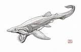 Helicoprion Gregory Frilled Prehistoric sketch template