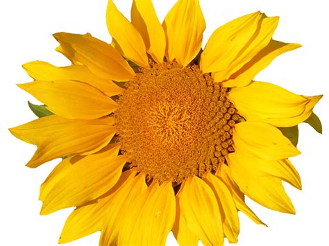 sunflower isolated object png isolated objects textures  photoshop