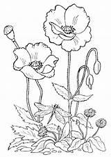Bed Flower Coloring Pages sketch template