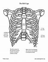 Skeleton Body Parts Rib Cage Human Drawing Bones Ribs Diagram Anatomy Upper Shoulder Ribcage Label Each Skeletal System Limb Coloring sketch template