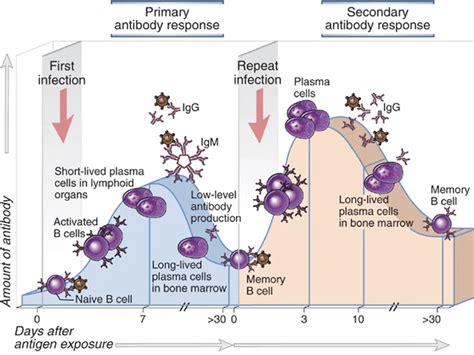 primary  secondary immune response microbe