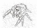 Tarantula Jumping Aranhas Vogelspinne Springspinne Spiders Daring Realistic Ragno Trapdoor Bestcoloringpagesforkids Spinne Spinnen Disegnare Stampare Kategorien sketch template