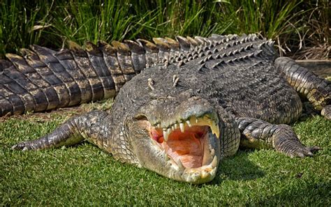largest crocodile  recorded youll  shocked    size