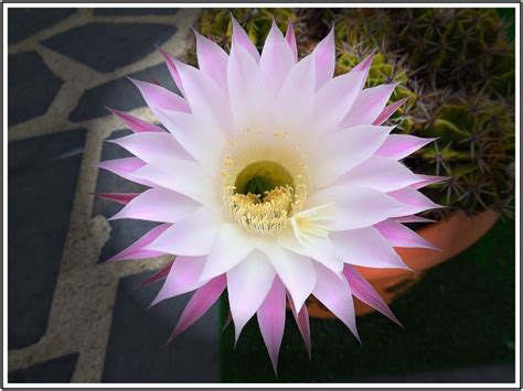 fleur de cactus plants flowers plant planets