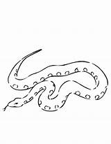 Boa Constrictor Serpiente sketch template