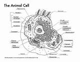 Animal Cell Labeling Diagrams Summary Reference Coloring Chart sketch template