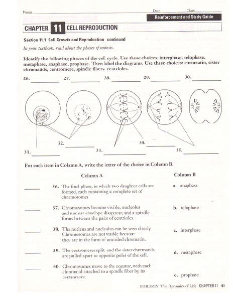 Cell Reproduction Worksheets