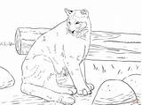 Cougar Coloring Pages Getcolorings Sitting Color Printable Kids sketch template