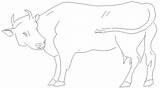 2d Cow Animal Drawings Elevation Cattle Dwg  Block Cadbull Description sketch template