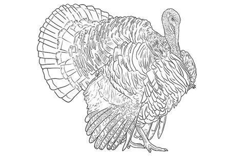 black  white drawing   turkey