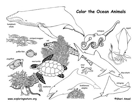 ocean animals labeled coloring nature