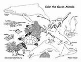 Coloring Animals Ocean Habitat Pages Animal Drawing Habitats Sea Forest Printable Diorama Nature Sheets Pdf Print Activity Food Chain Kids sketch template