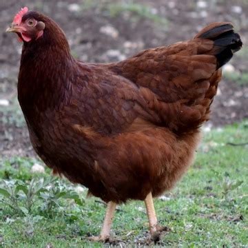 rhode island reds heritage pullets