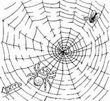 Spider Web Fly Coloring Trapped Pages Printable Color Getcolorings sketch template