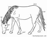 Horse Parts Kids Body Printable Study Lesson Labeled Worksheet Coloring Template sketch template