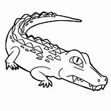 Crocodile Krokodil Kleurplaten sketch template