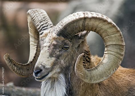 portrait   mountain goat ram buy  stock photo  explore