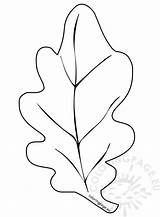 Leaf Oak Autumn Simple Coloring Pages Template Labeled sketch template