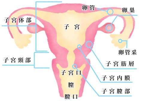 子宮頸がん検診 【公式】久保産婦人科医院｜群馬県沼田市 一般産婦人科 小児科 内科